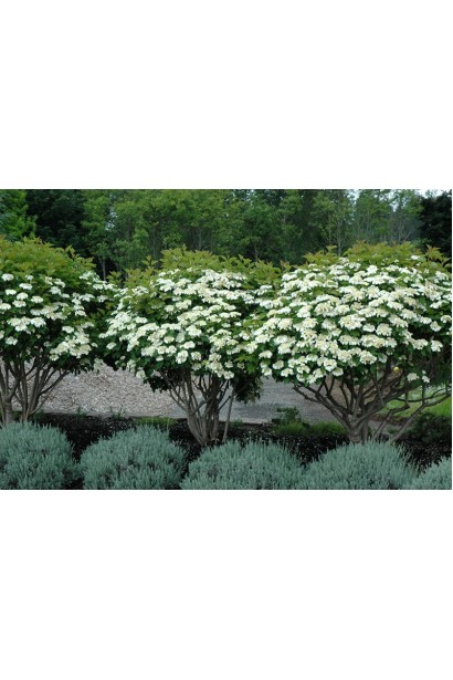 Калина обыкновенная Компактум